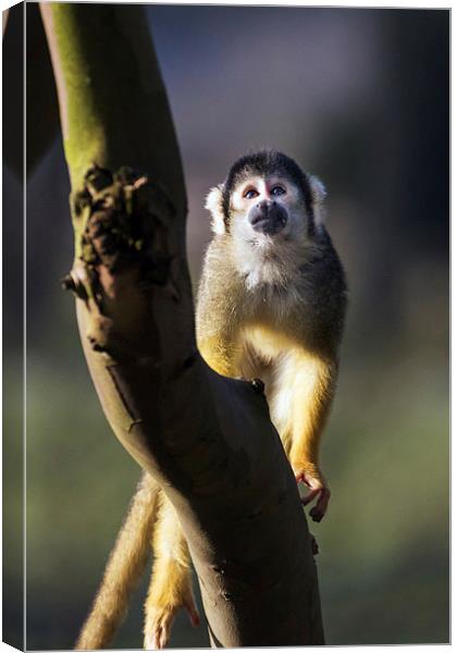 Monkey considering a problem  Canvas Print by Ian Duffield