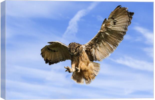 Bengal Eagle Owl about to pounce Canvas Print by Ian Duffield