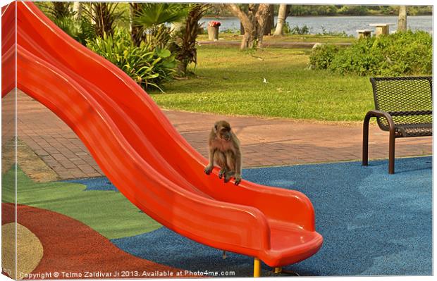 Monkey Canvas Print by Telmo Zaldivar Jr