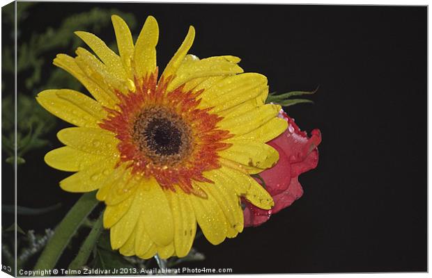 Yellow Chrysanthemum Canvas Print by Telmo Zaldivar Jr