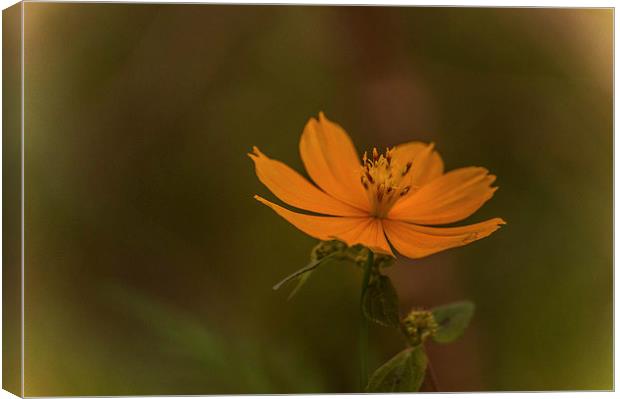 Flower Canvas Print by Telmo Zaldivar Jr