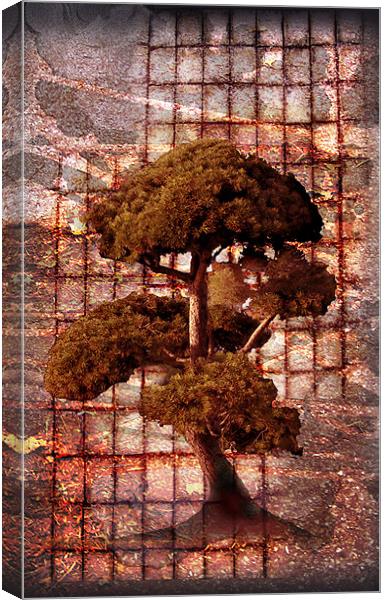 Life-sized Bonsai Canvas Print by Regis Yaworski