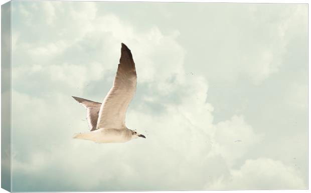 Gull soaring in the clouds Canvas Print by Regis Yaworski