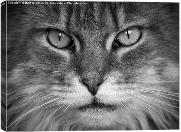 Maine Coon, Cat, Eyes, Face, Whiskers Canvas Print by Inez Wijker