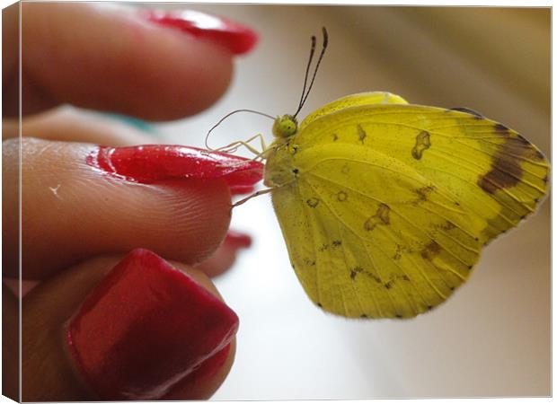 Butterly in hand Canvas Print by Preethy S