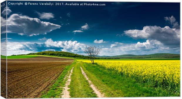 the colors of spring   Canvas Print by Ferenc Verebélyi