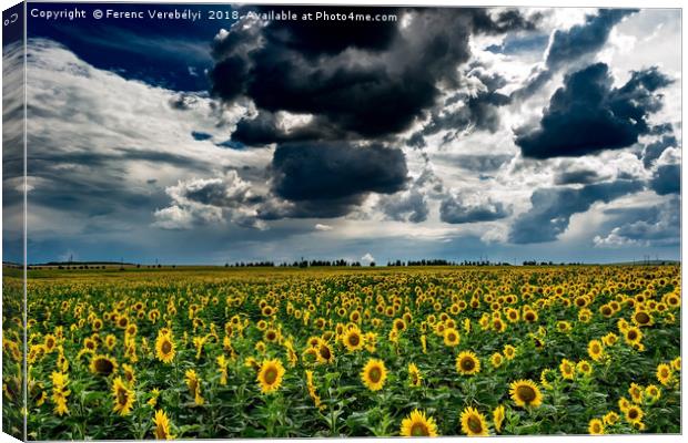yellow field   Canvas Print by Ferenc Verebélyi