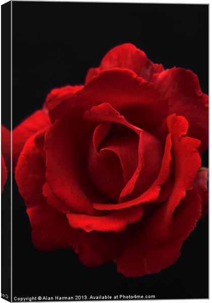 Red Rose Canvas Print by Alan Harman