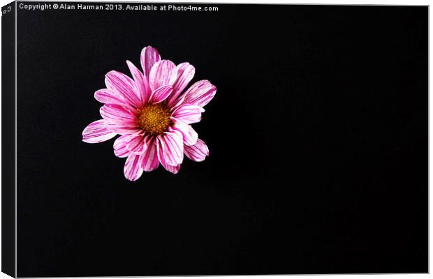 Chrysanthemum Flower Canvas Print by Alan Harman