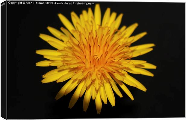 Dandelion Flower Canvas Print by Alan Harman
