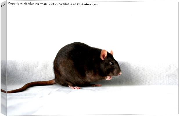 Rat Canvas Print by Alan Harman