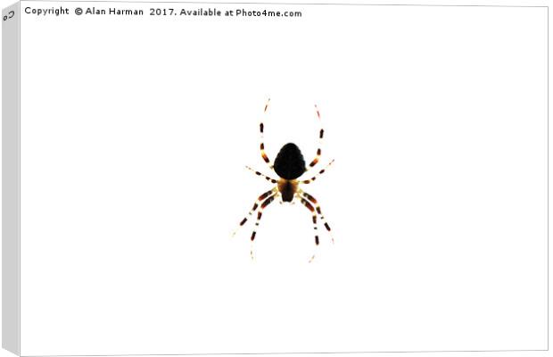 Spider Canvas Print by Alan Harman
