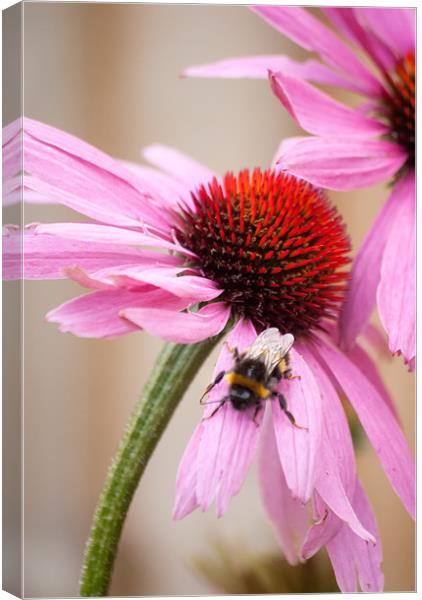 Buzzing Canvas Print by Paul Want