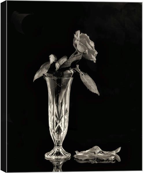 A Mono image of a dying rose Canvas Print by Paul Want