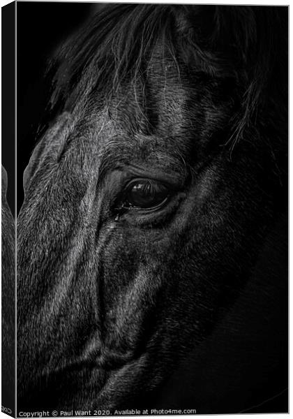 Horse Canvas Print by Paul Want