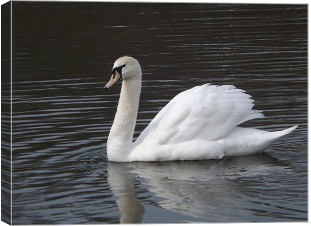 Swan Canvas Print by Sean Mcdonagh