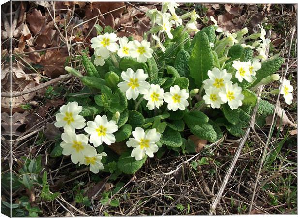 March Primroses Canvas Print by Ursula Keene