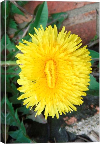 Smiling dandelion Canvas Print by Ursula Keene