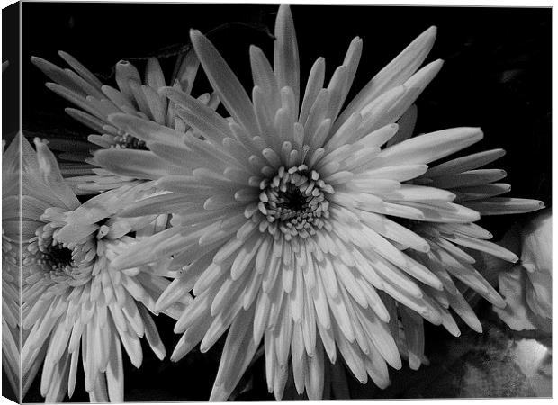 White Chrysanthemum Canvas Print by Ursula Keene