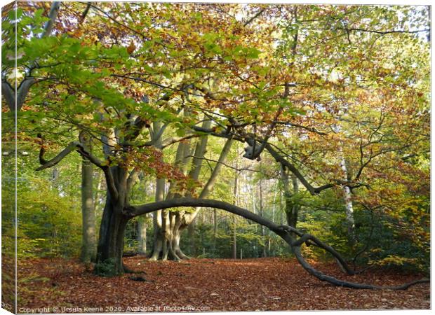 Autumnal Walk at Keston Ponds Kent Canvas Print by Ursula Keene