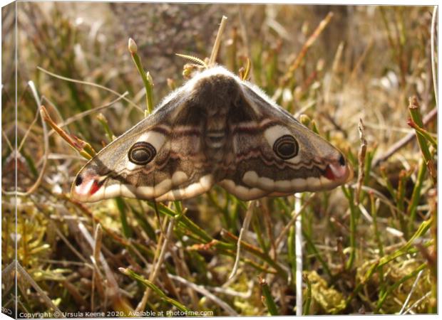 Emperor Moth  on the heather  Canvas Print by Ursula Keene
