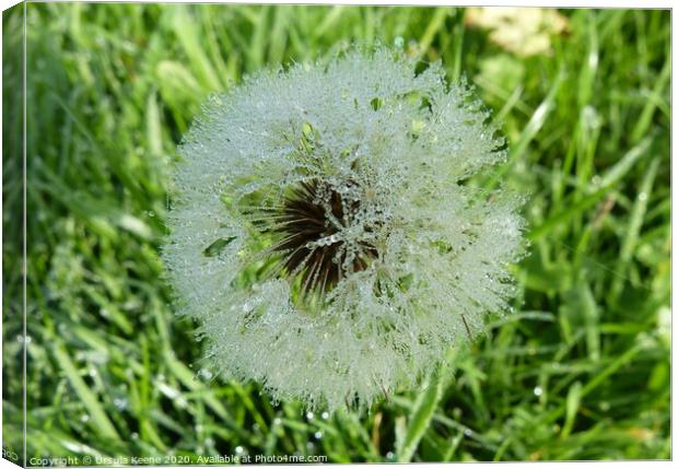Frozen wishes on a dandelion Canvas Print by Ursula Keene