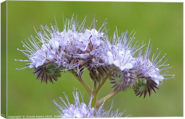 Phacelia tanacetifolia  Canvas Print by Ursula Keene