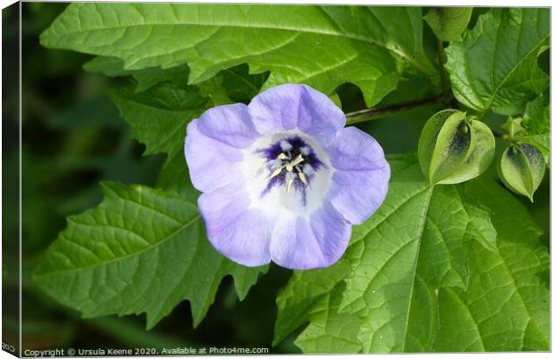 Nicandra Physalodes Apple of Peru, Shoo fly plant Canvas Print by Ursula Keene