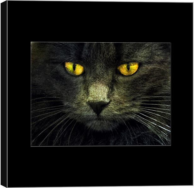 Look Into My Eyes Canvas Print by clint hudson