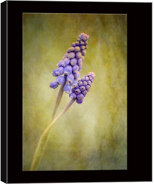 Muscari Canvas Print by clint hudson