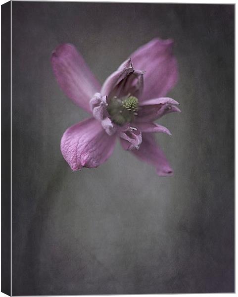  Clematis Canvas Print by clint hudson