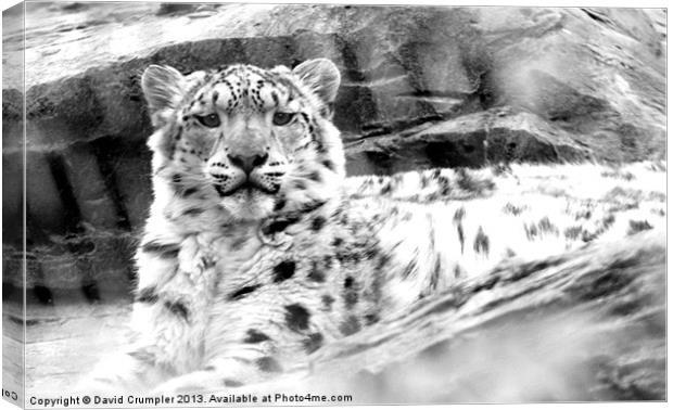The Happy Snow Leopard Canvas Print by David Crumpler