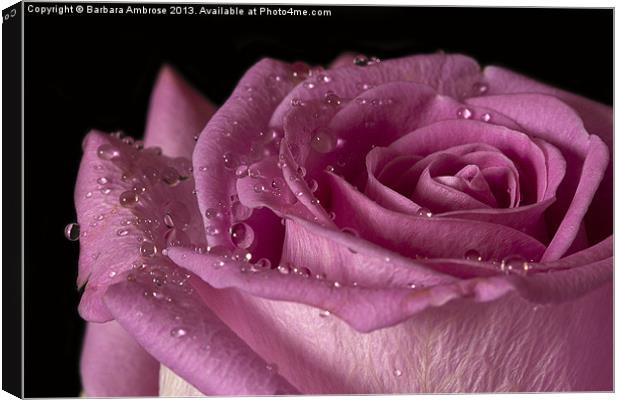 Raindrops on roses Canvas Print by Barbara Ambrose