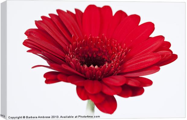 Gerbera Canvas Print by Barbara Ambrose