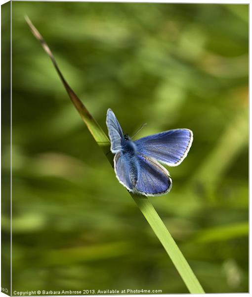 Silver studded blue Canvas Print by Barbara Ambrose