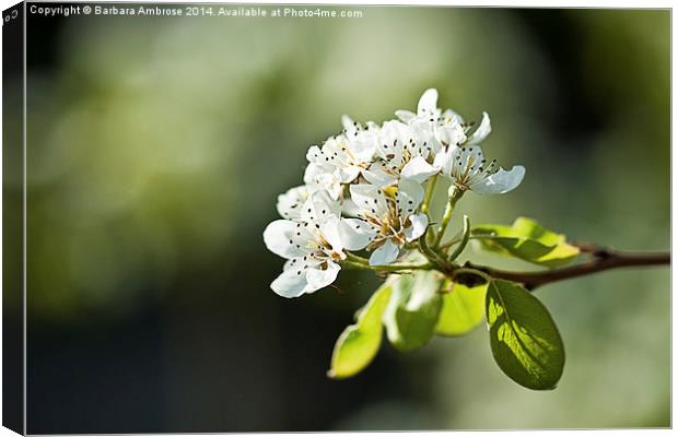 Blossom time Canvas Print by Barbara Ambrose