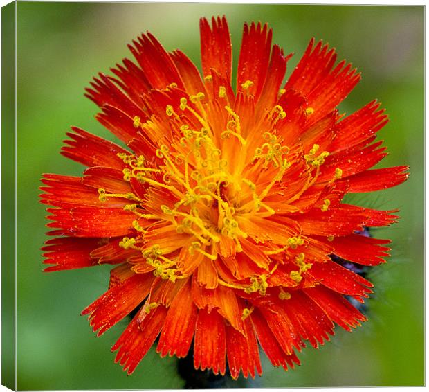 Orange Hawkweed Canvas Print by Andrew Cundell