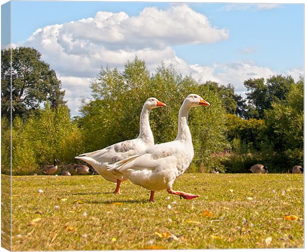 Walking Geese Canvas Print by Andrew Cundell