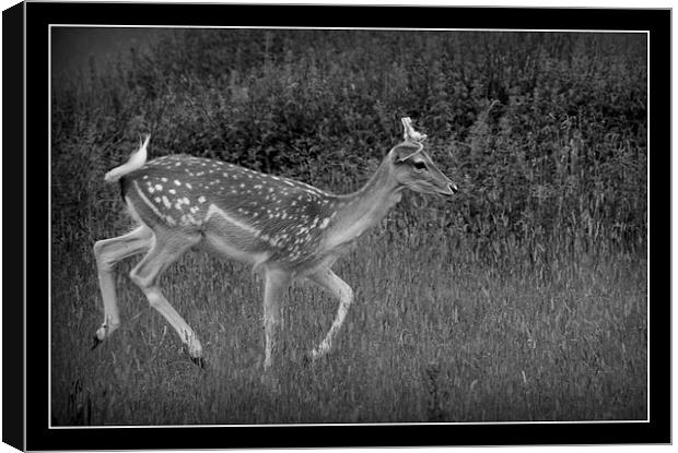 Black and white Deer Canvas Print by Tracy Hughes