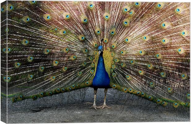 Colourful Peacock Canvas Print by Tracy Hughes