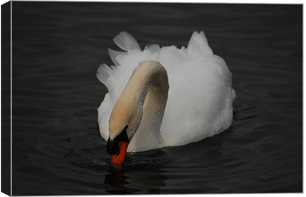 Relaxing Swan Canvas Print by Tracy Hughes