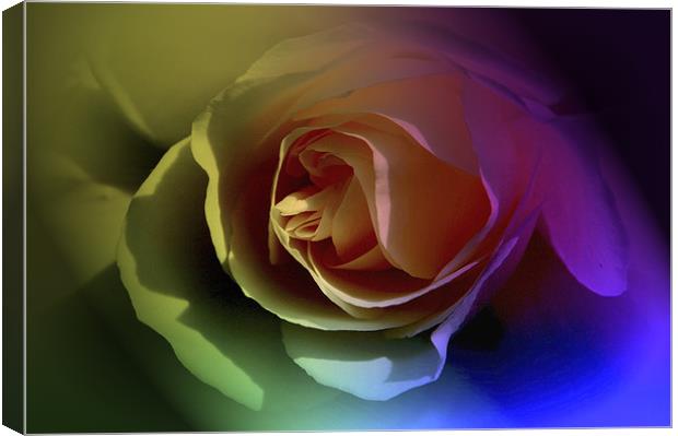 Tinted Petals Canvas Print by Tracy Hughes