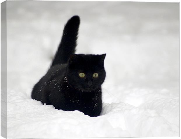 Snow Cat Canvas Print by Tracy Hughes