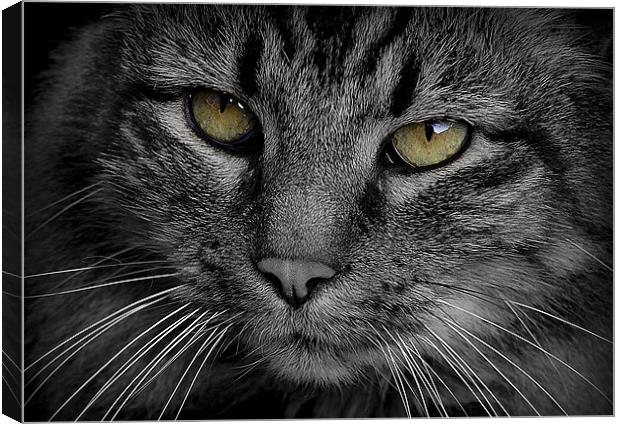 Cats Eyes Canvas Print by Tracy Hughes