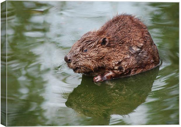 Beaver, in the swim Canvas Print by Tracy Hughes