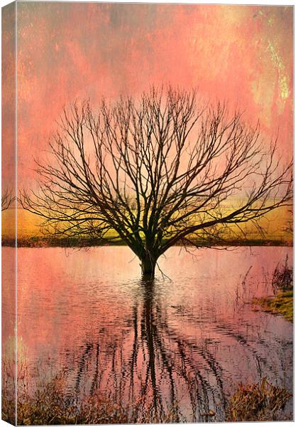 Mystical Pond Canvas Print by Robert  Radford