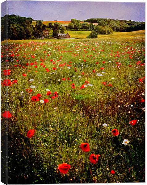 Poppy Valley in Kent Canvas Print by Robert  Radford
