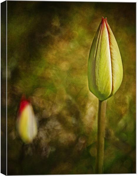 Red Tulip Buds Canvas Print by Robert  Radford