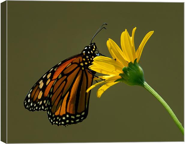 Monarch Canvas Print by Bryan Olesen