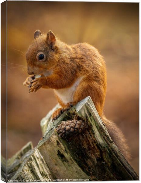 Red Squirrel Lunching Canvas Print by nick coombs